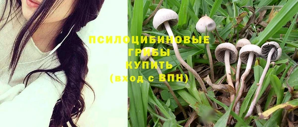 шишки Верея